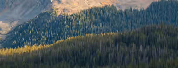 Ascending the Peaks of Growth A vast mountain forest, shadows representing the past while sunlight illuminates the path of growth and potential.