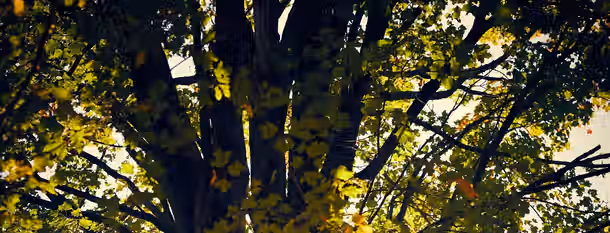 Growing Roots: A Leader's Path to Self-Improvement A tree's branches stretch skyward through sun-dappled leaves, symbolizing an emerging leader's growth and self-improvement journey.