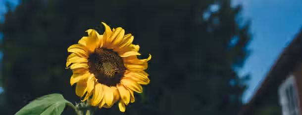 Blooming Into Leadership: Sunflower in Focus A sunflower stands tall, reaching towards the sun, symbolizing an emerging leader's quest for growth and enlightenment.
