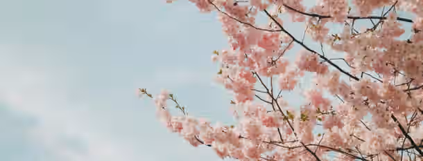 Blooming into Leadership: A Path to Self-Growth Cherry blossoms against a clear sky symbolize the potential and growth of an emerging leader blooming in their journey to self-improvement.