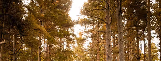 Pathway to Growth Through the Forest A sunlit path divides a dense, serene forest, symbolizing an emerging leader's journey towards enlightenment and growth.