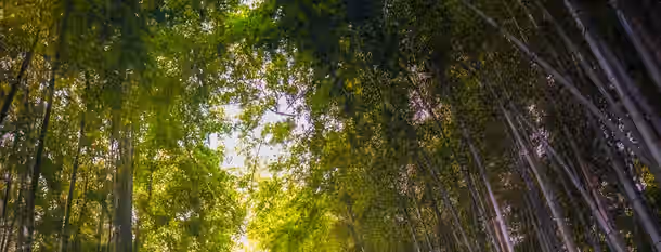 Path to Wisdom Through the Bamboo Forest A young bamboo grove reaching towards the sunlight, symbolizing an emerging leader's growth and journey to self-improvement.