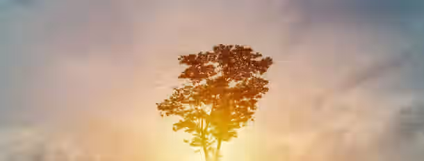Rising Leadership: Growth Amidst Dawn A solitary tree bathes in a golden sunrise, symbolizing growth and the dawn of a new beginning for a budding leader.