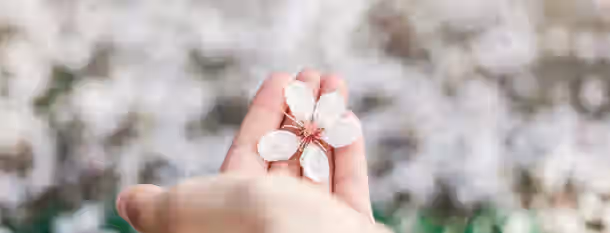 Blossoming Potential: The Leader's Journey A delicate blossom cradled in a hand, symbolizing nurturing growth and the blossoming of potential in leadership.